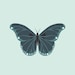 Buyer Avatar