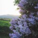 Savana