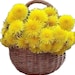 Buyer Avatar