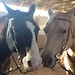 HorseDoodles