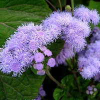 ageratum