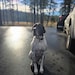 Buyer Avatar
