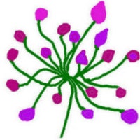askamarmot