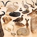 TaxidermyShop