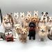 BobbleheadDogUSA