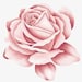 Roseayeeee
