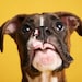 Buyer Avatar