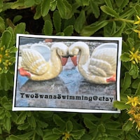 TwoSwansSwimming