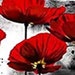PoppySeedsRetro