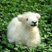 Ewe avatar