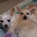 William and Tianna Johnson avatar