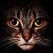 John T avatar