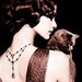 Buyer Avatar
