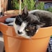 fromintheshed