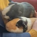 GuineaPigDesignsCo