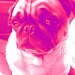 Kemyt T. www.theposhpug.com avatar