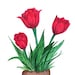 TulipFashionBoutique