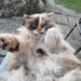FatCatPostStamps