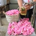 RoseDivineBio