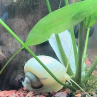 SnailtasticPets