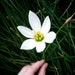GlenFloralZone