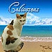 calicoseas avatar