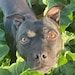Buyer Avatar