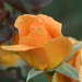 Marysflowergarden