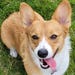 Wynnie The Corgi