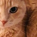 Cats Bazaar