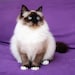 Buyer Avatar