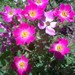 PinkJewel