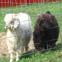 CedarHillFiberFarm