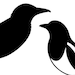 GrackleAndMagpie