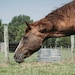 TheSilverSpurCo