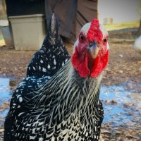 LuckieChick