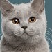 Davis avatar