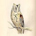 Chanteduc avatar