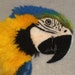 Buyer Avatar