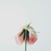 natureandtimeless_image