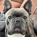 Buyer Avatar