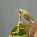 MantisFXmascaras