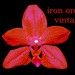 Iron Orchid Vintage