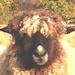 Blue Sheep Shepherd