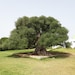 OlivewoodcraftsUSA