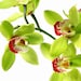 Orchid avatar