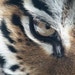 McTigerPrint