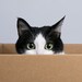 Buyer Avatar
