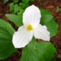 TrilliumandFern