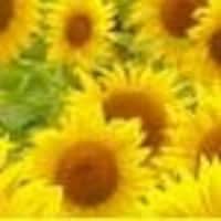 DebiLynneFabric